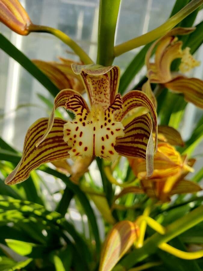 Cymbidium 6