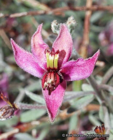 Krameria bicolor 5