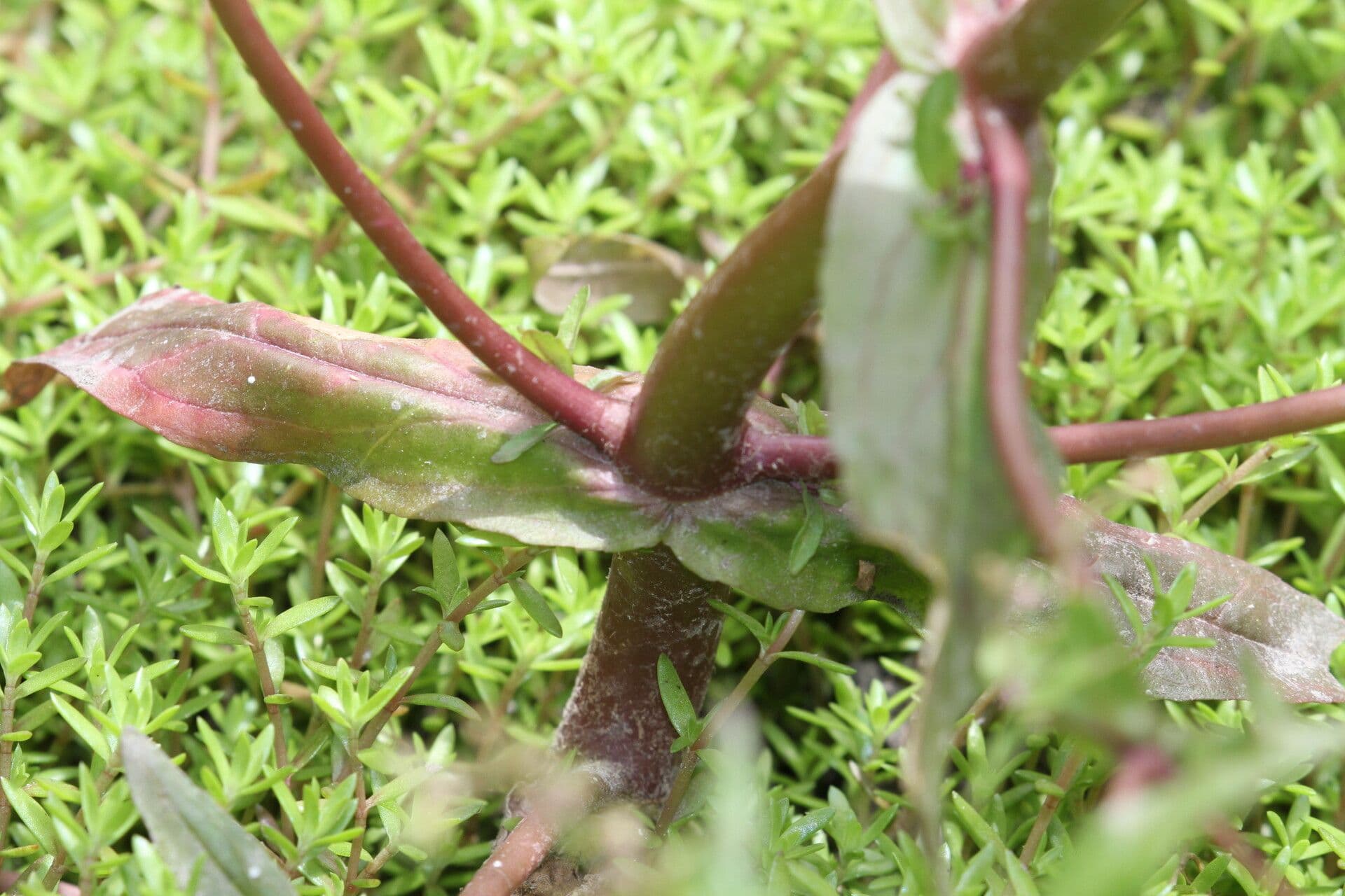Veronica acquatica 18