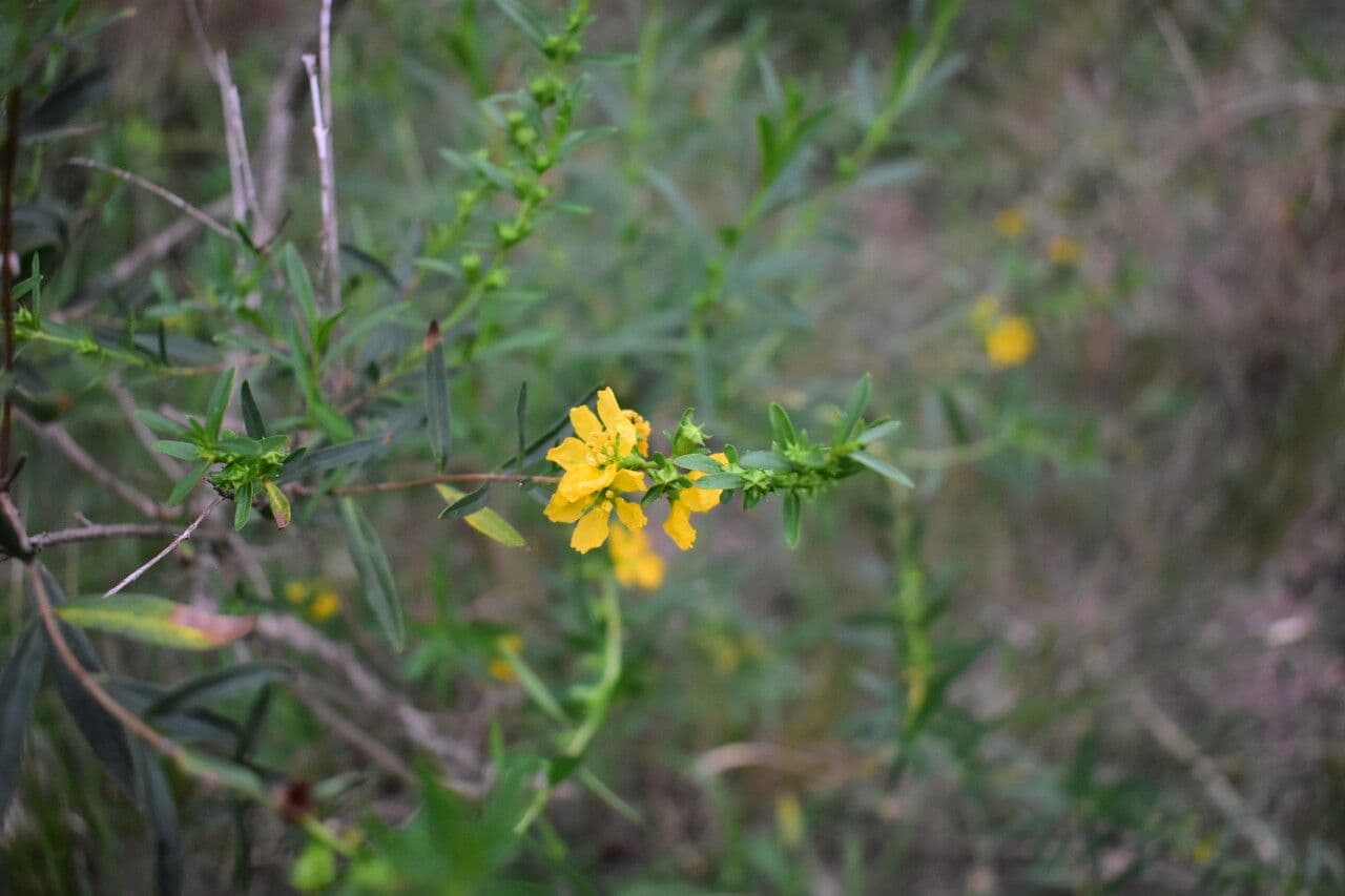 Heimia salicifolia 7