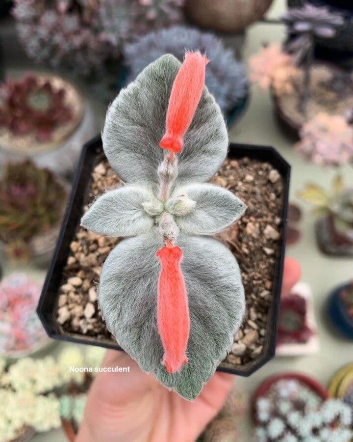 Sinningia leucotricha 2