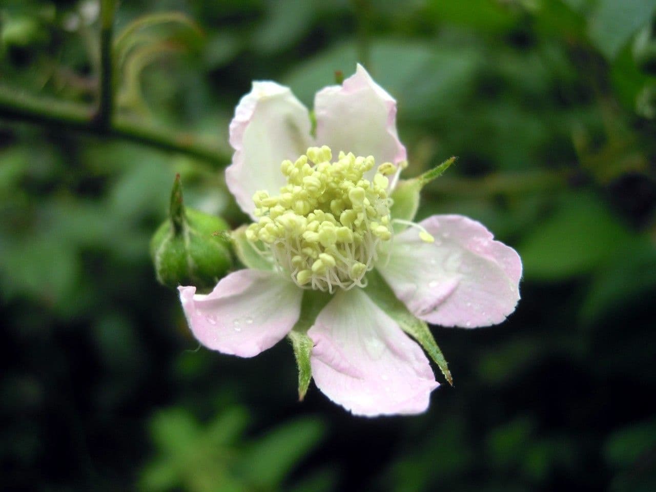 Mûrier à fleurs multiples 3