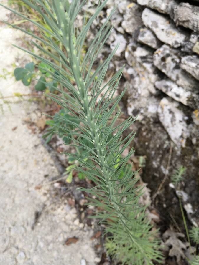 Linaria strisciante 20
