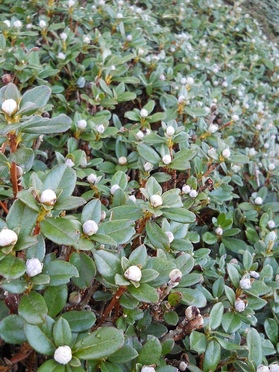 Rododendro 5