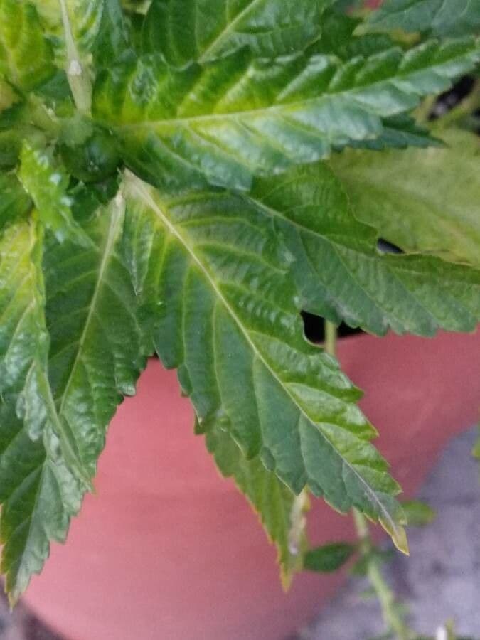 Turnère à feuilles d'orme 18