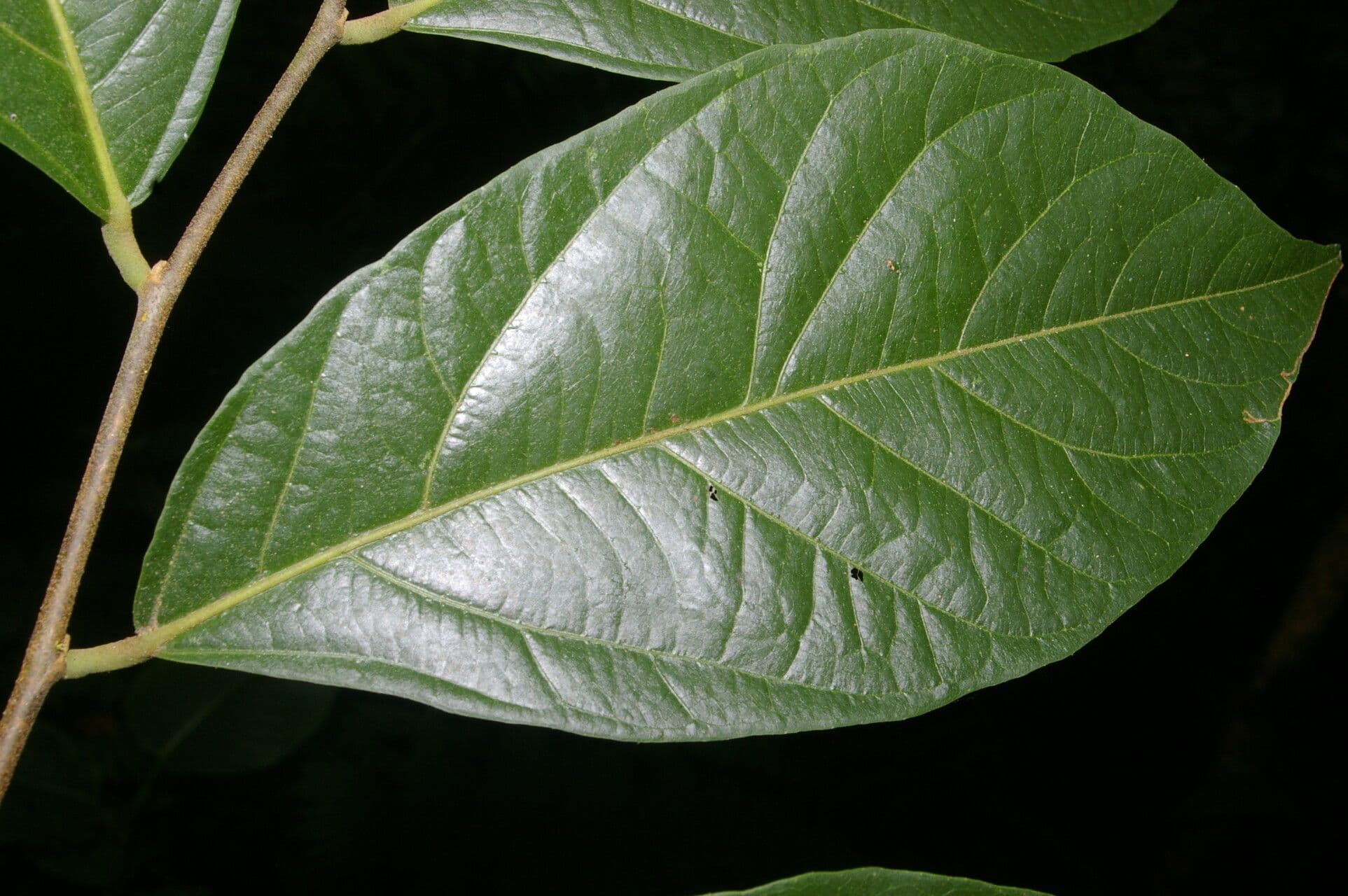 Desmopsis 6