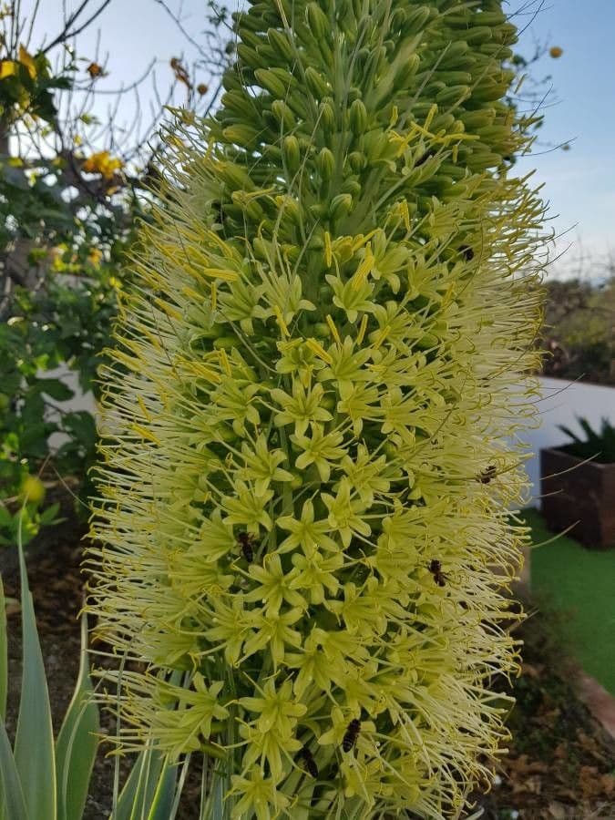 Agave lanuginosa 9