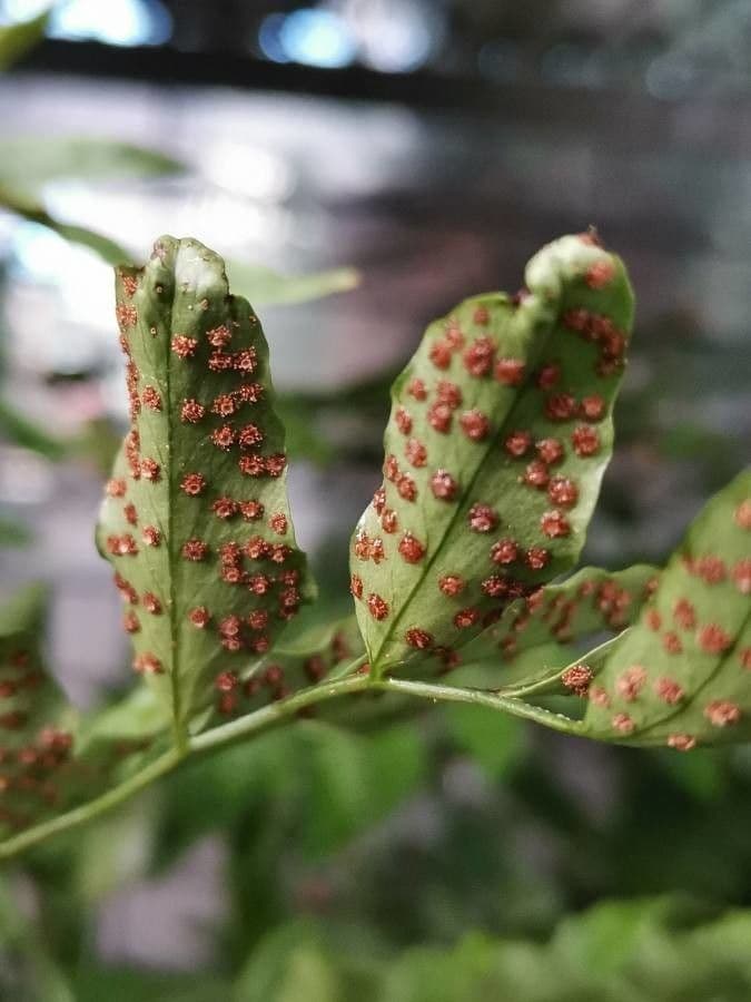 Fougère de Fortune 16