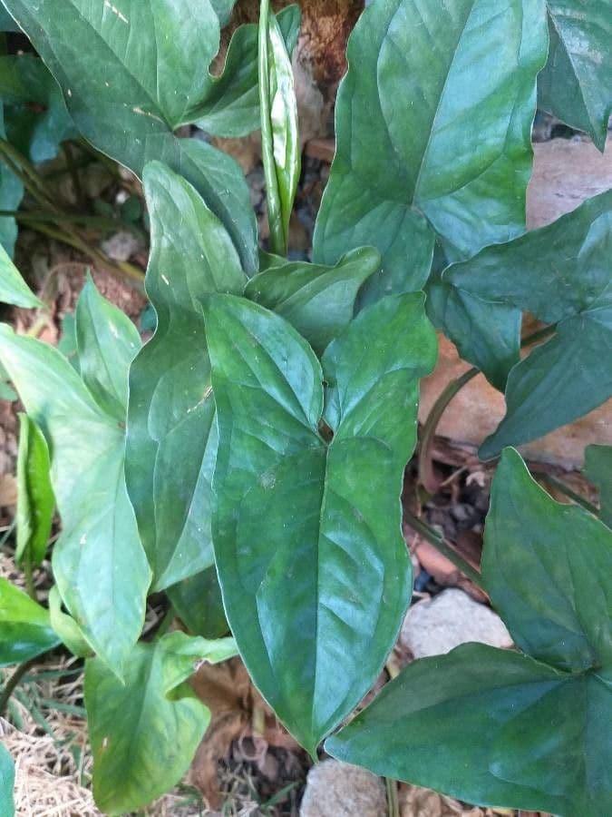 Typhonium 7