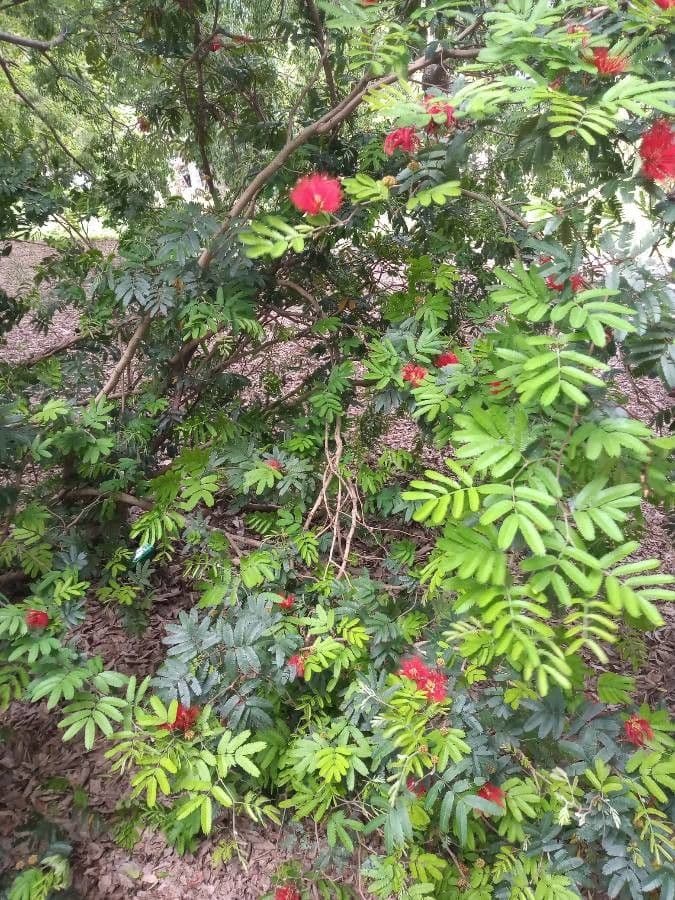 Calliandra di Tweed 8