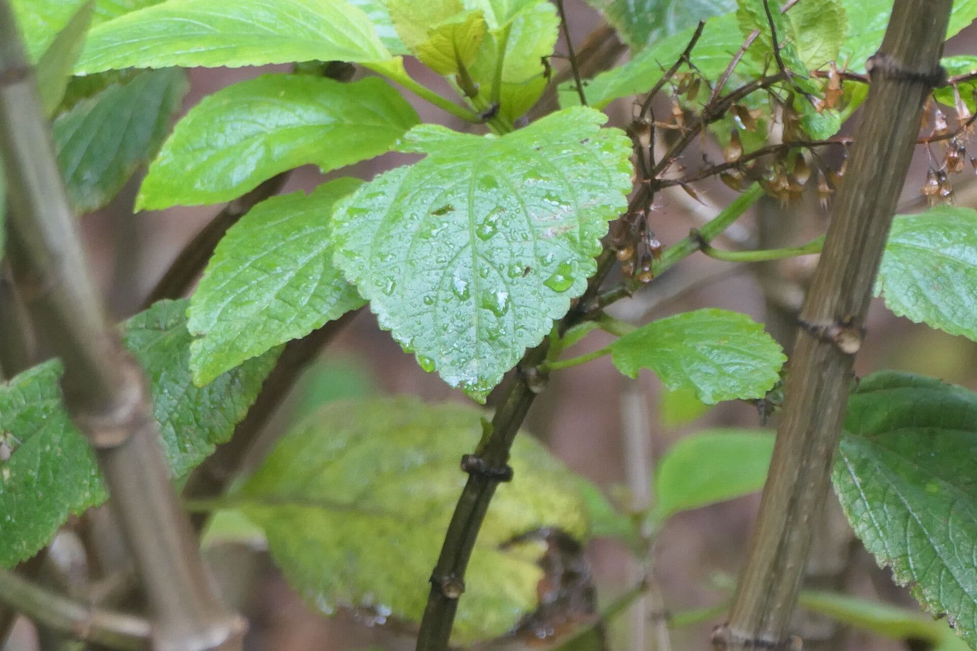 Plectranthus 16
