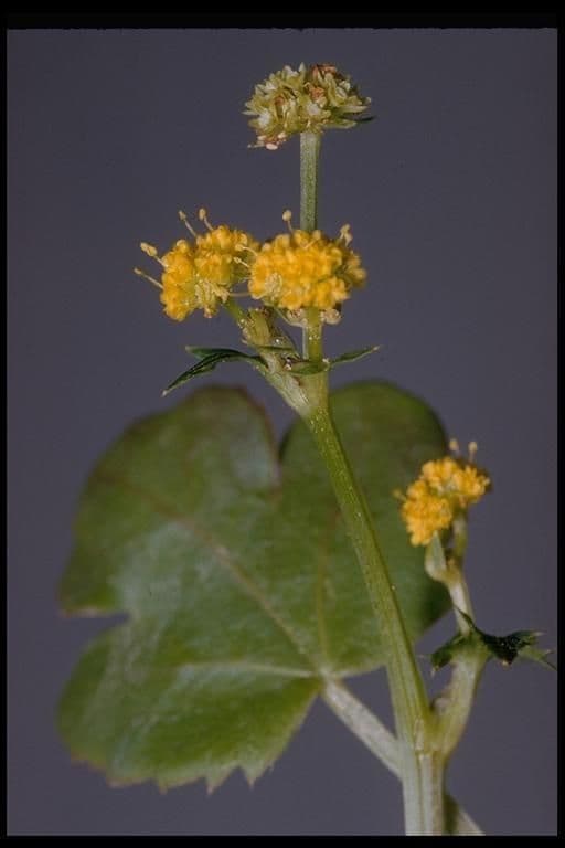 Sanicula 4