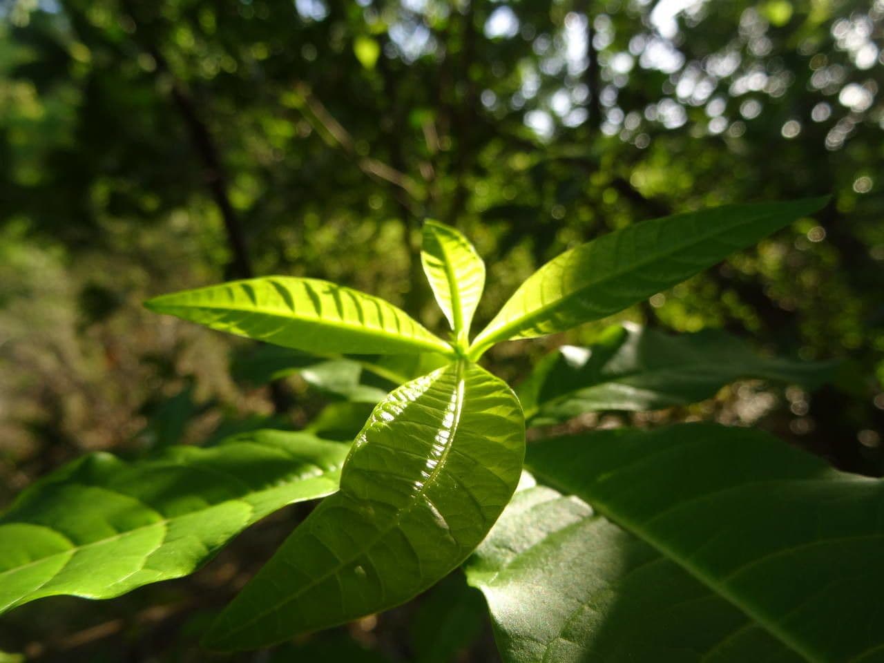Rauvolfia viridis 12