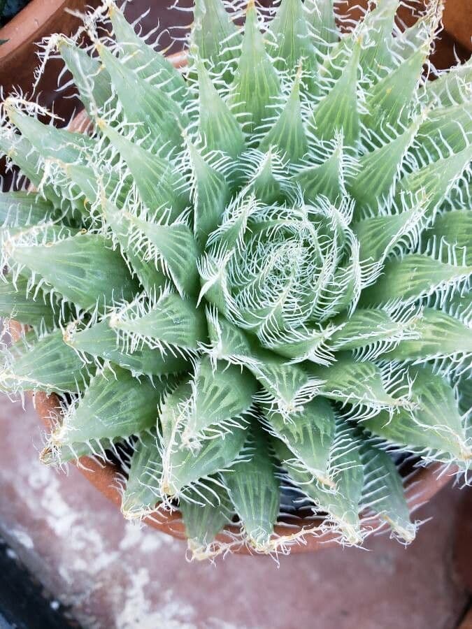 Haworthia