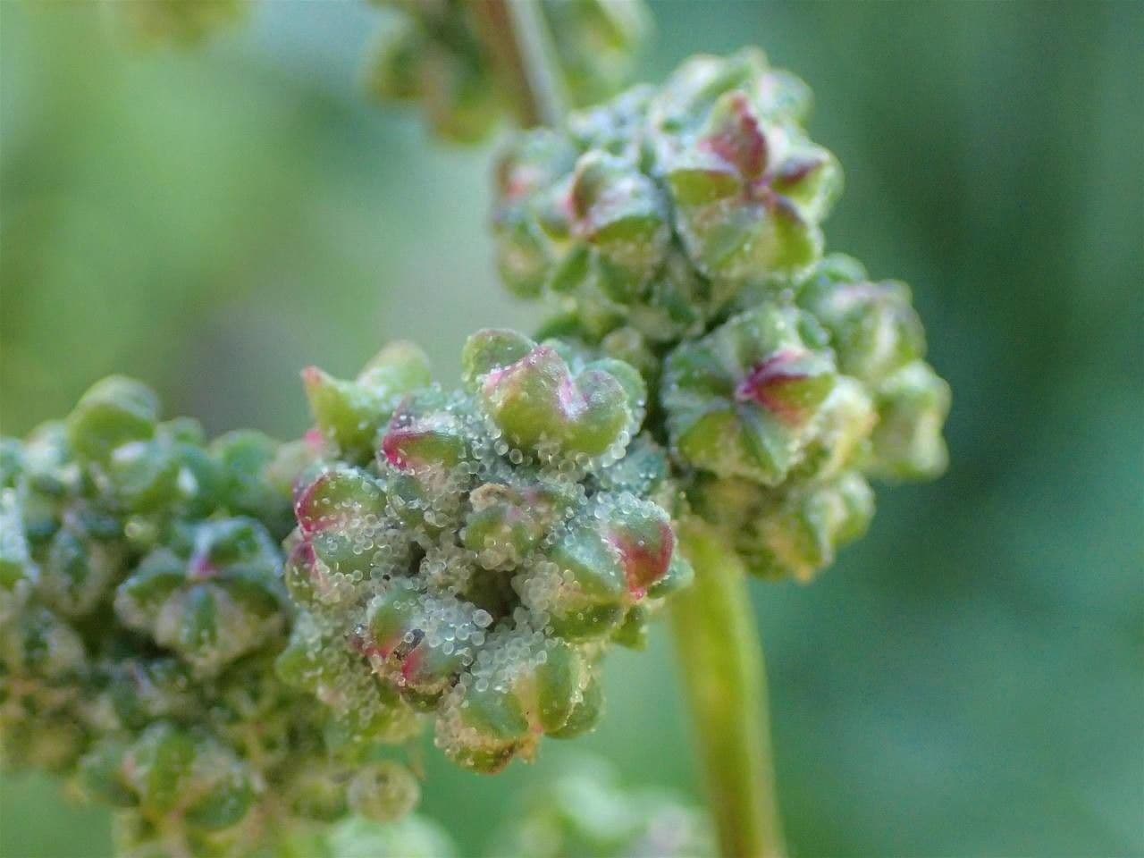 Chenopodio rigido 2