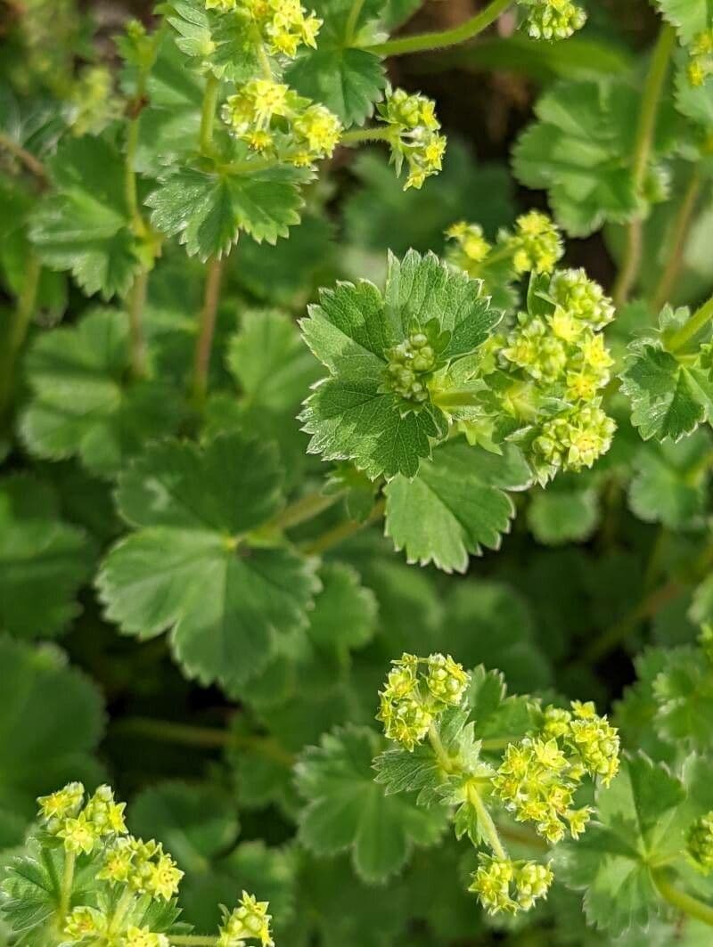 Alchemilla 2