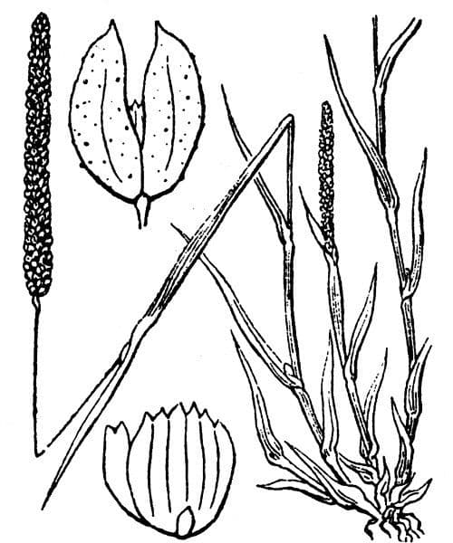 Fleolo subulato