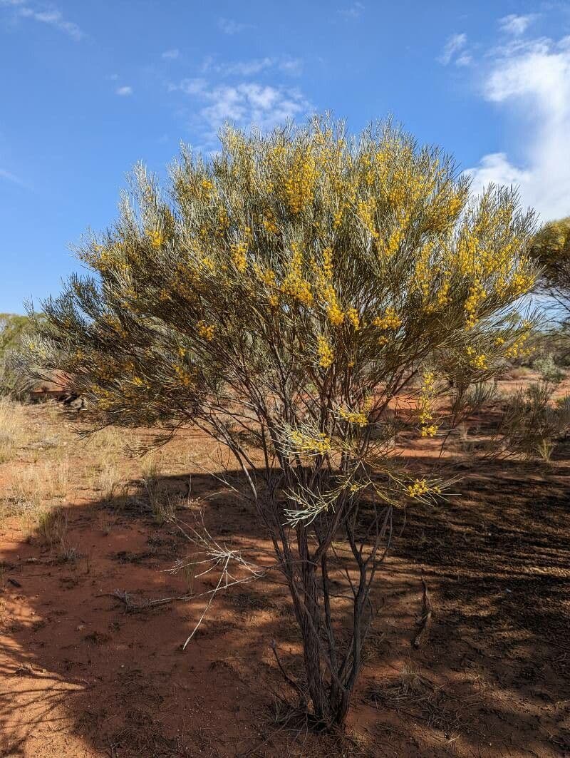 Acacia 2