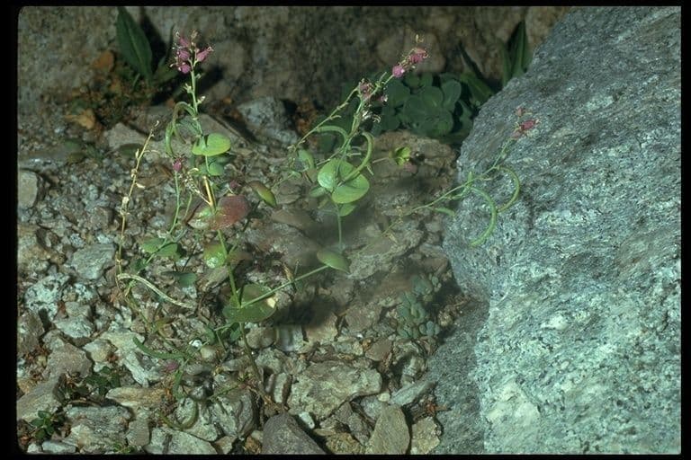 Streptanthus tortuosus 16