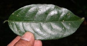 Hippocratea 11