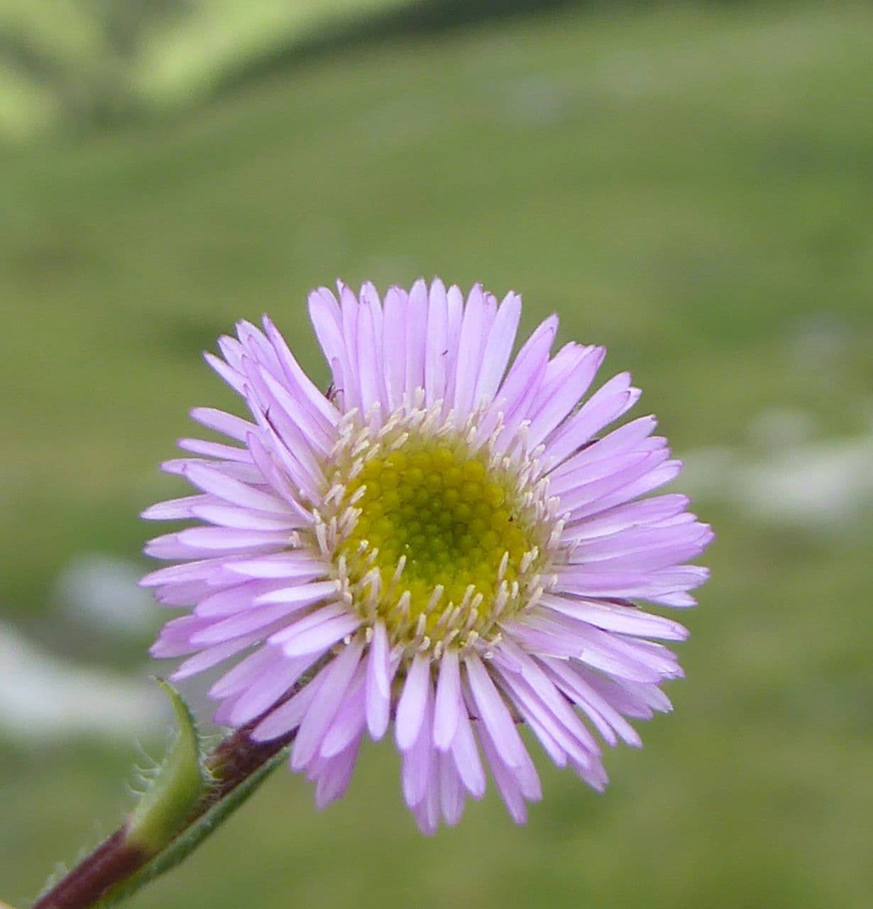Erigeron alpino 9