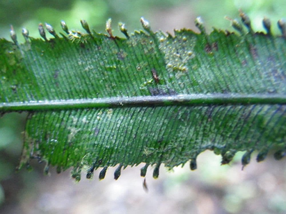 Trichomanes pennato 4