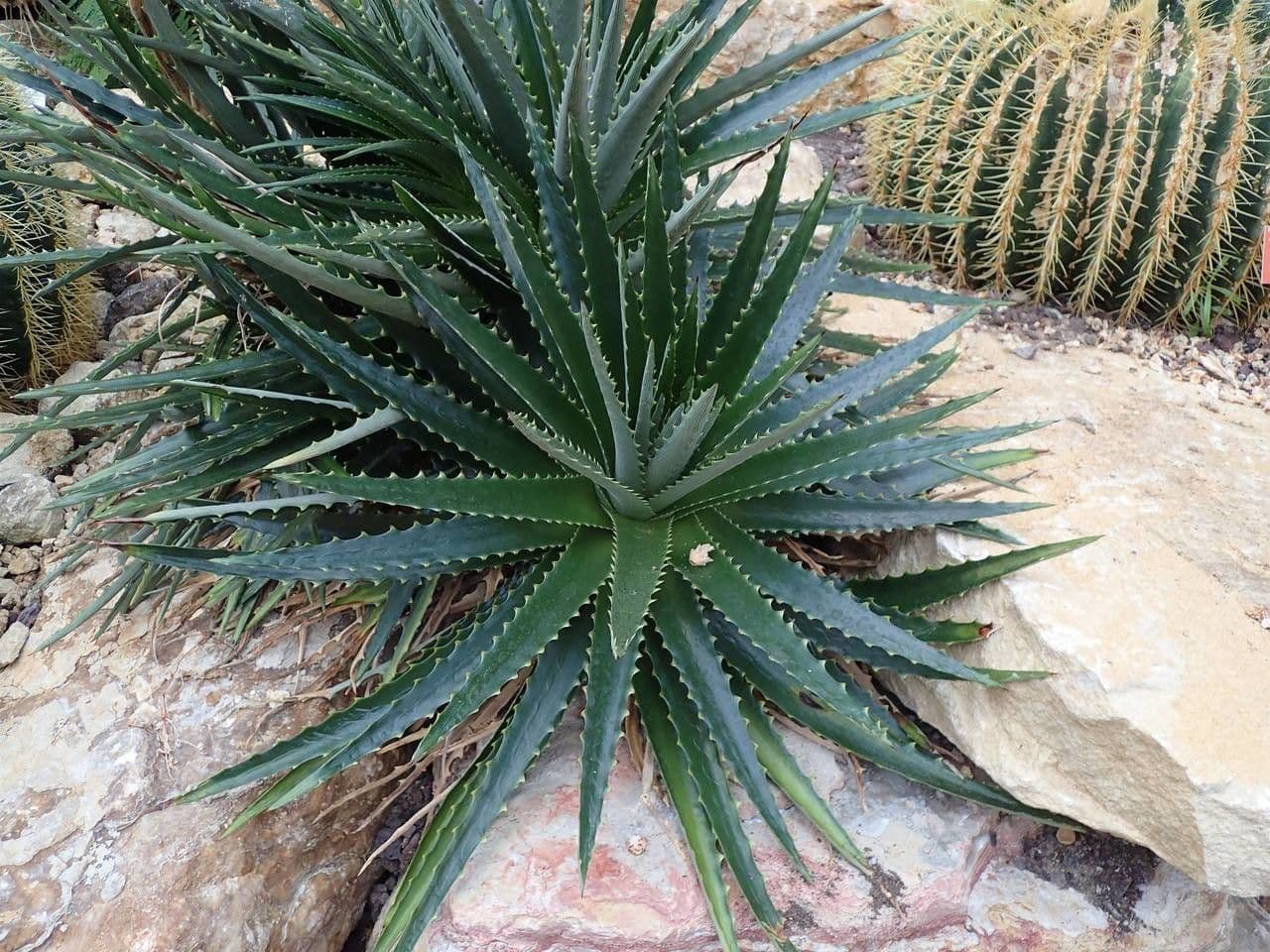 Dyckia 11