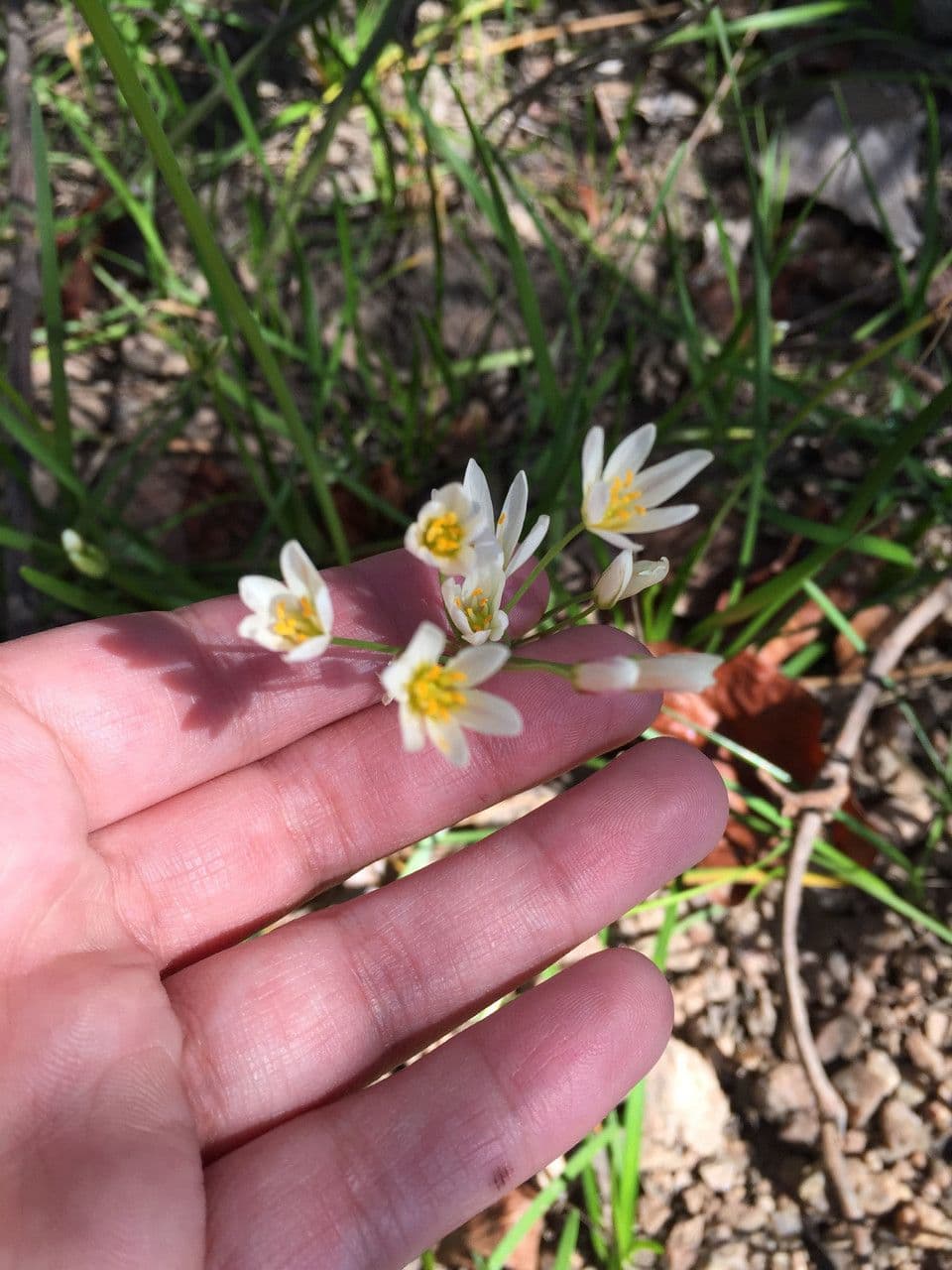 Nothoscordum bivalve 23
