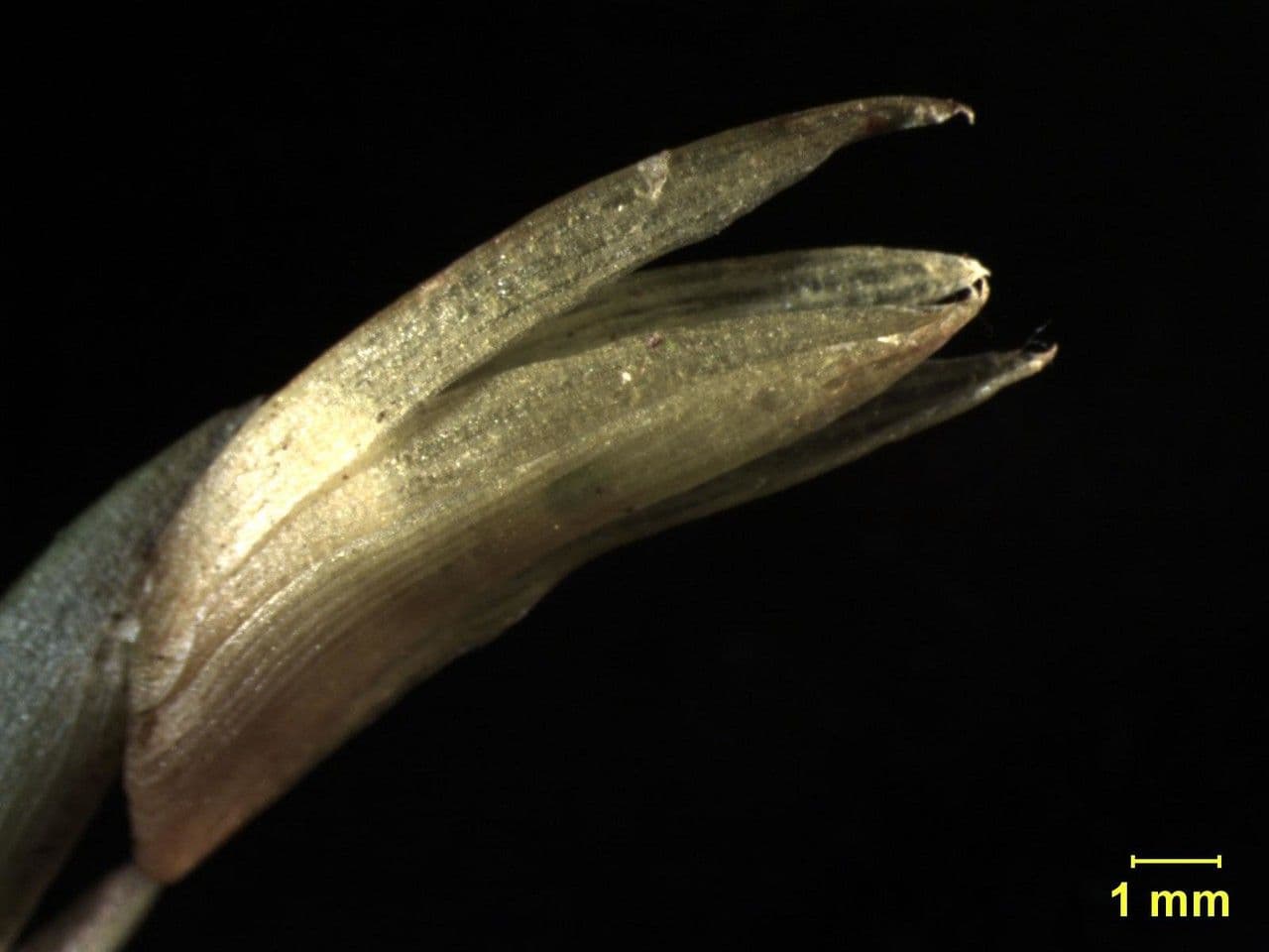 Maxillaria 12