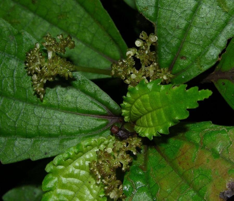 Pilea 7