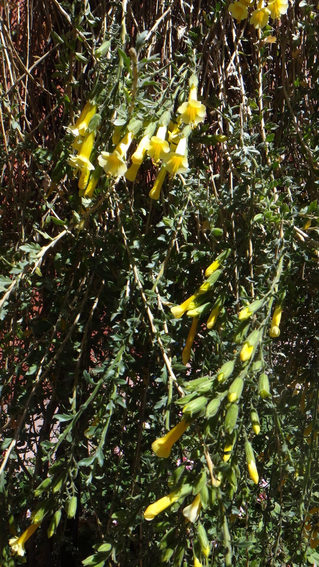 Cantua 6