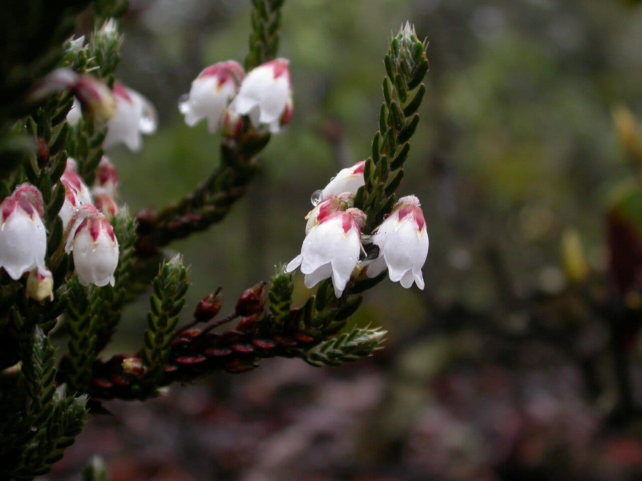 Cassiope fastigiata 9