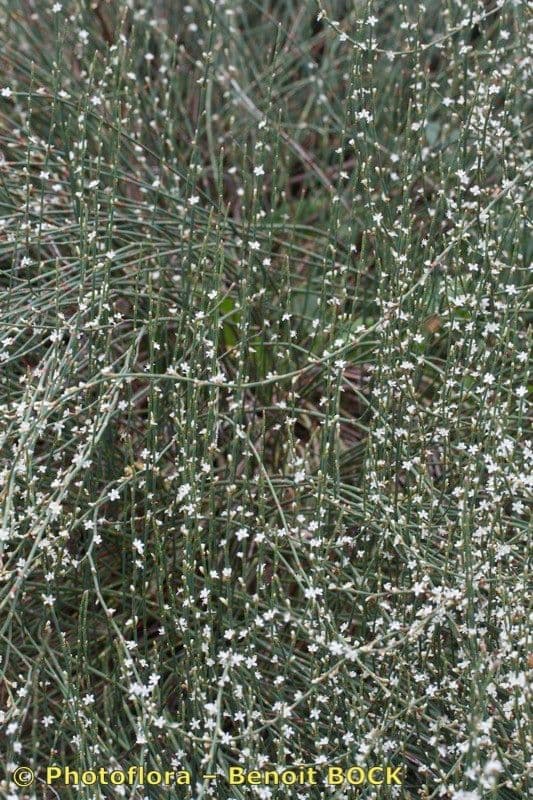Polygonum 7