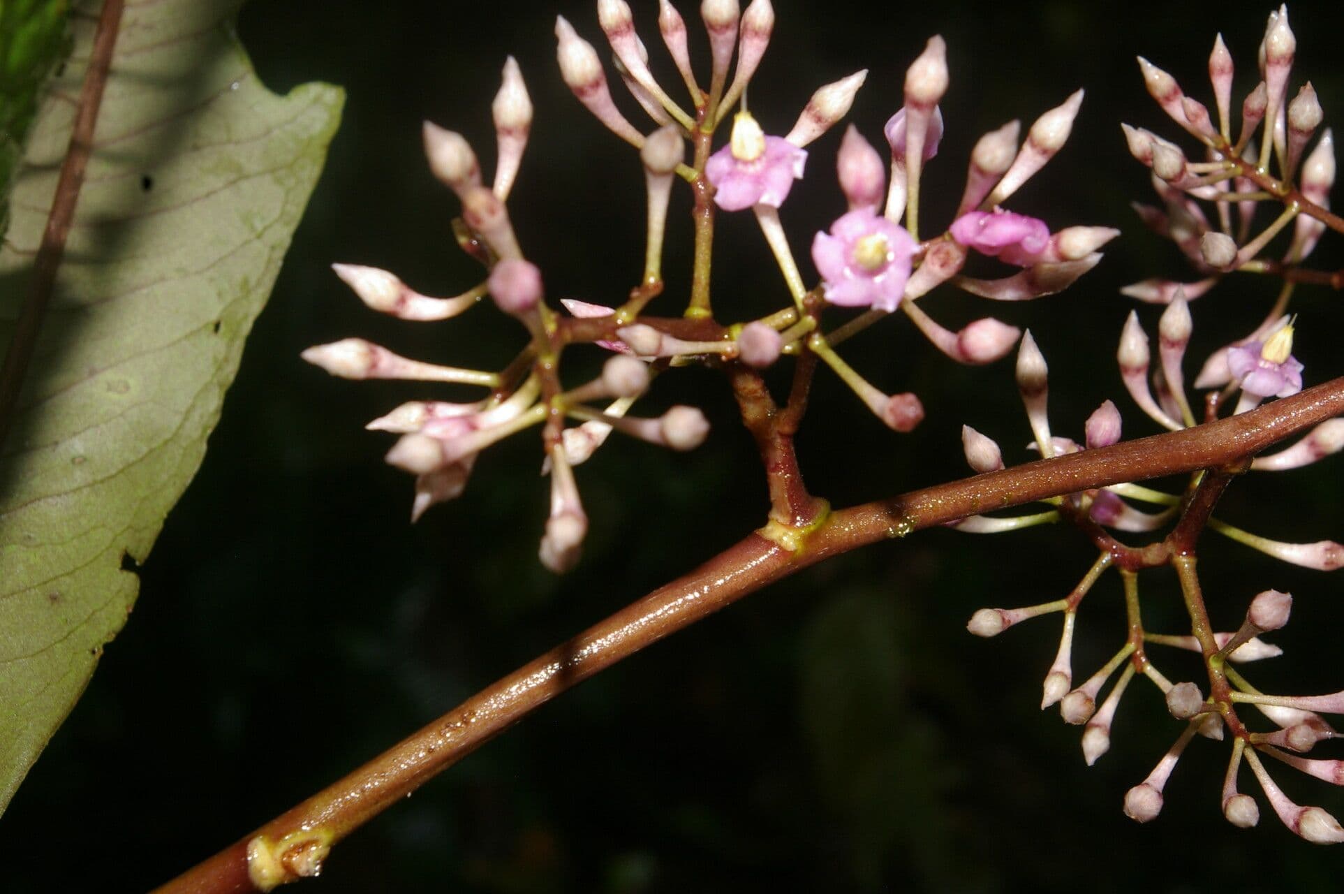 Ardisia 7