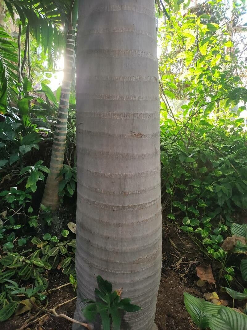 Palma real cubana 25