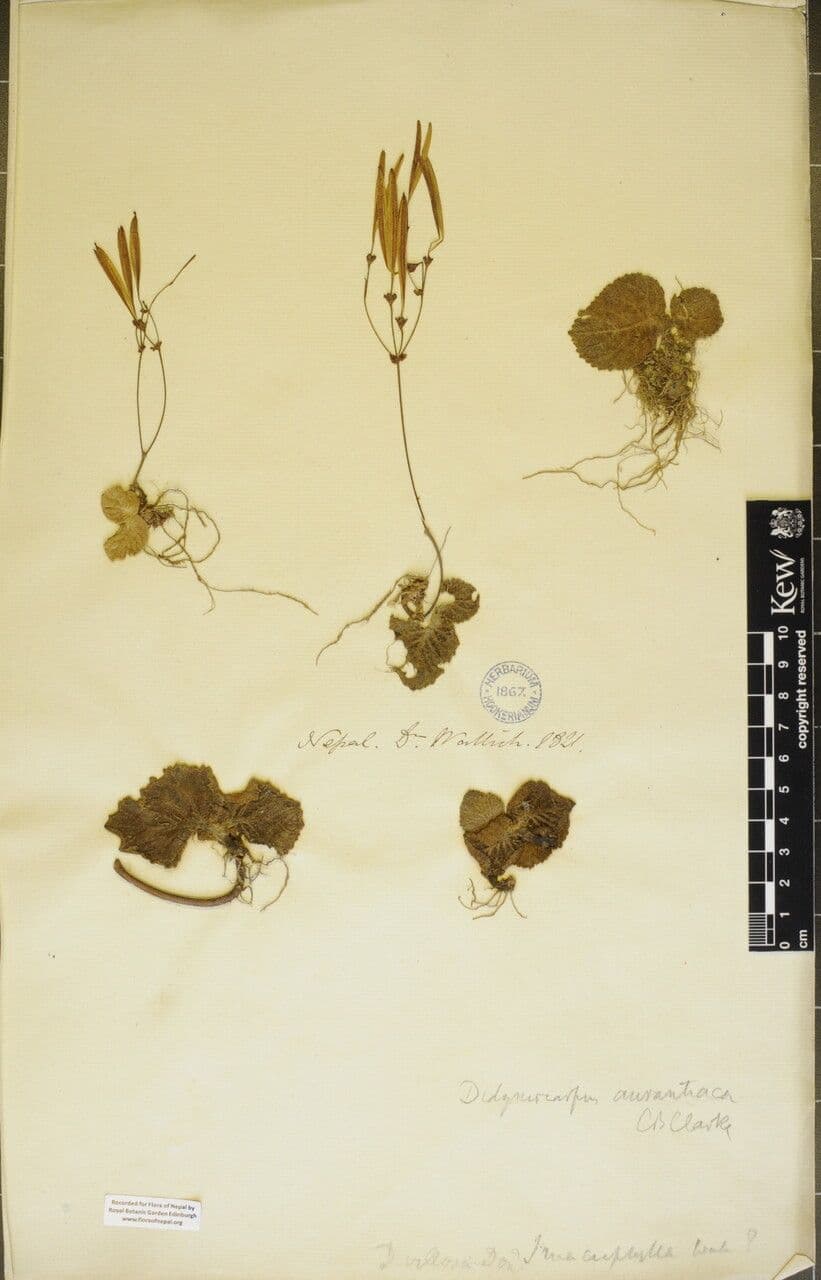 Didymocarpus