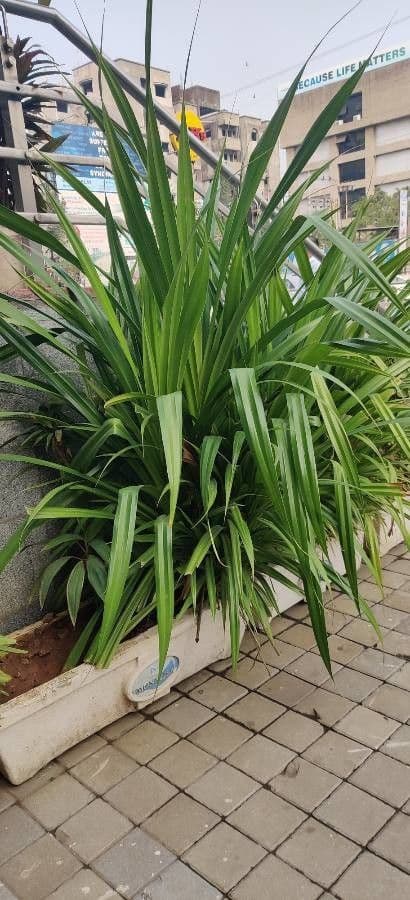 Pandanus tectorius 16