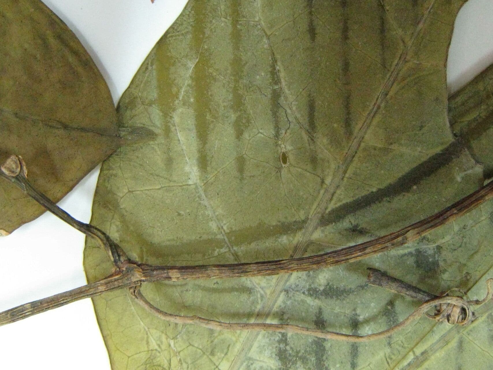 Psiguria