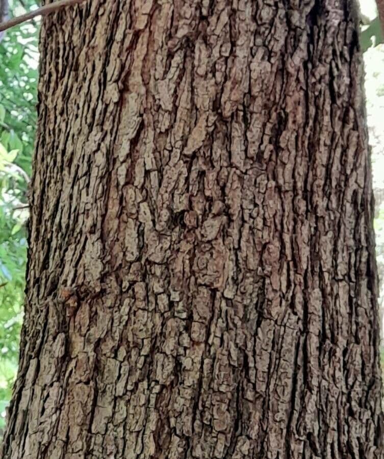 Quercia 3