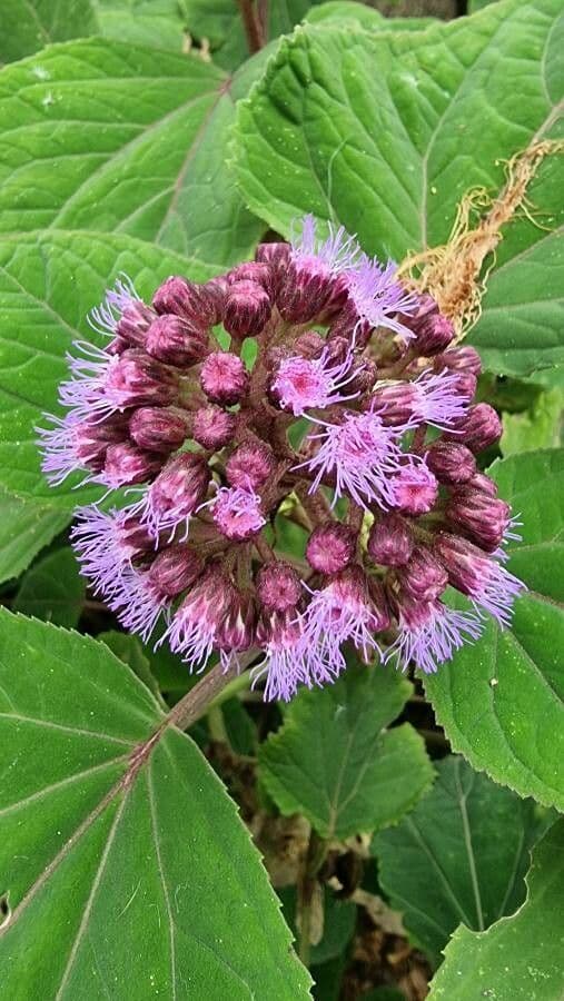 Bartlettina sordida 3