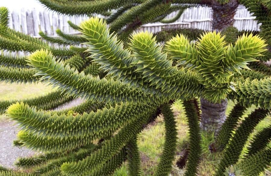Aracauaria 18