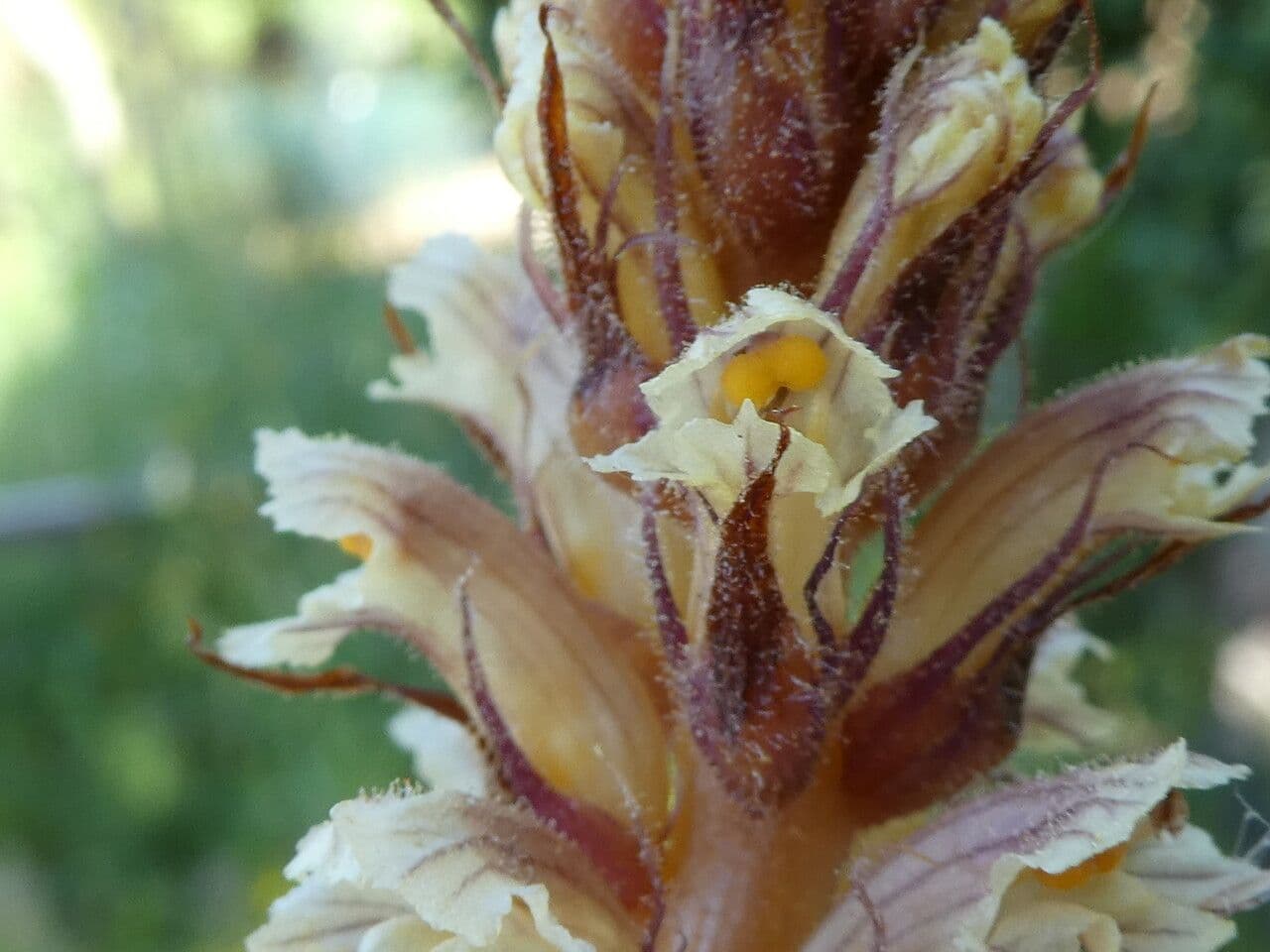 Corbiculada 4