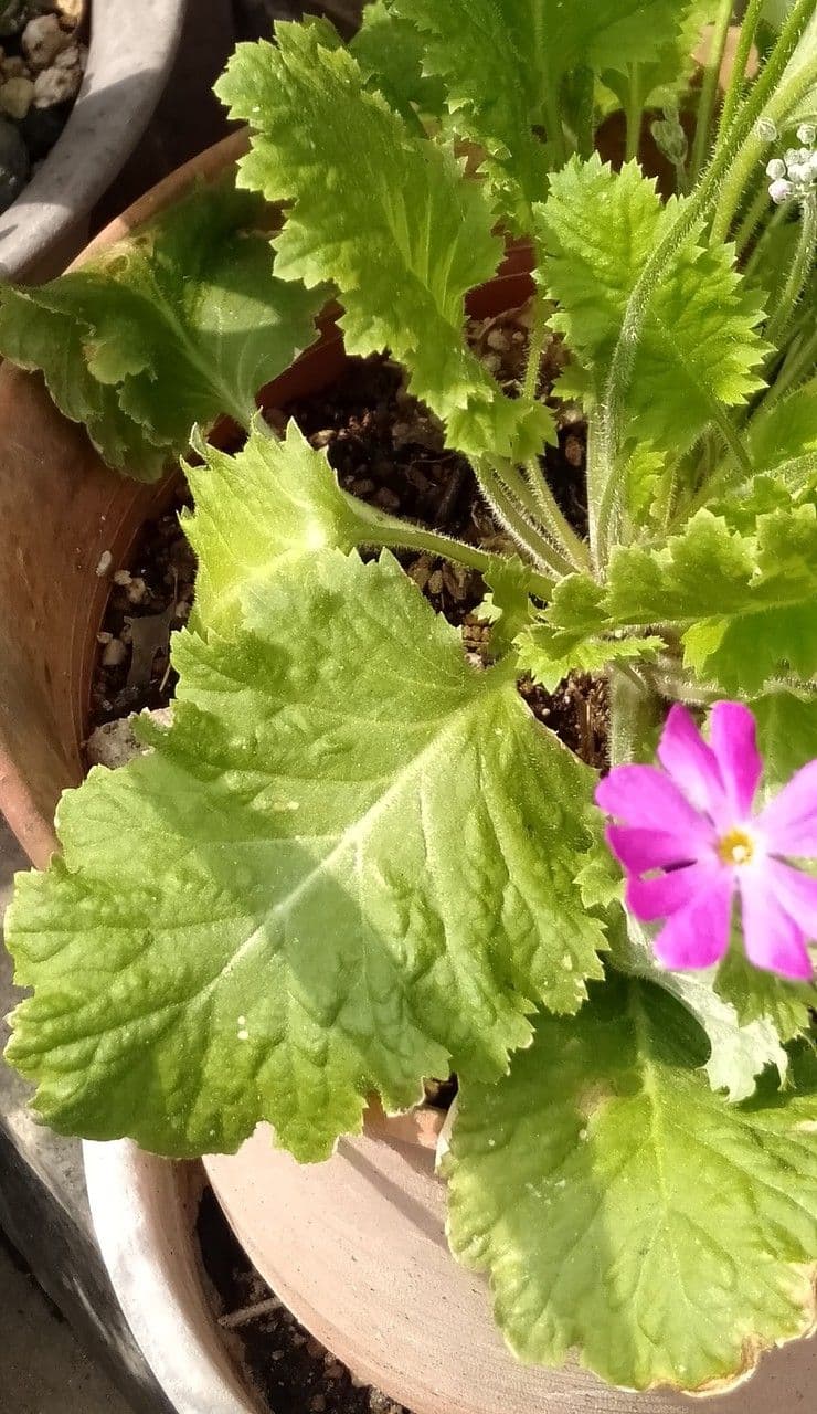 Primula di Siebold 9