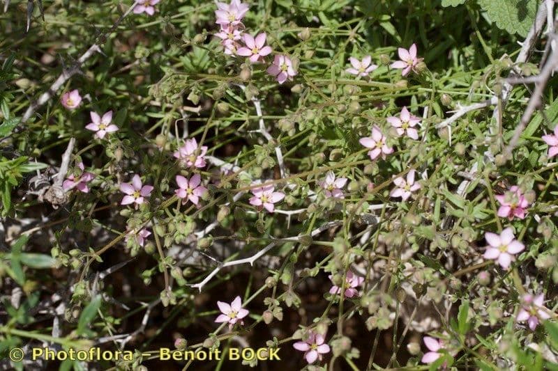 Rhodalsine 9