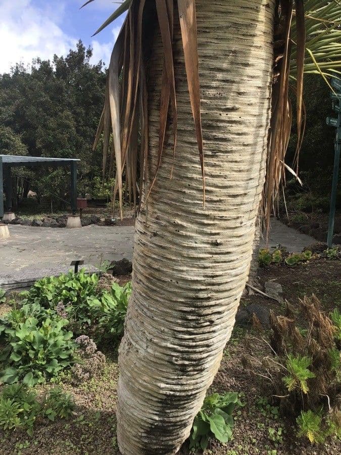 Dracaena 8