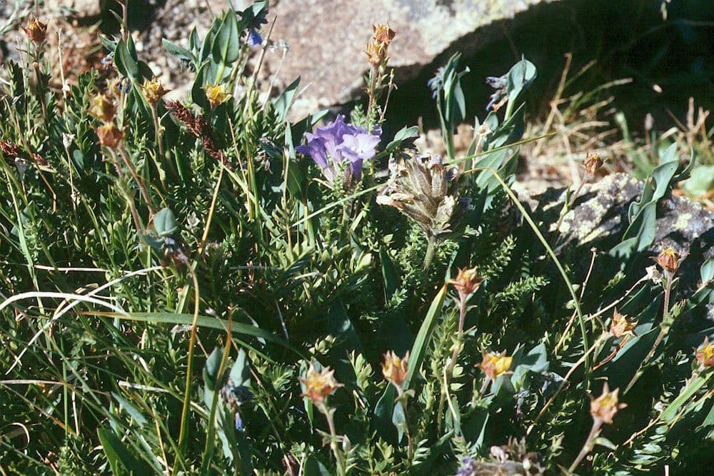 Polemonium viscosum 10