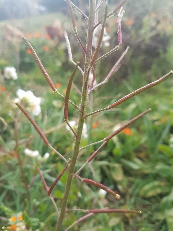 Rucola selvatica