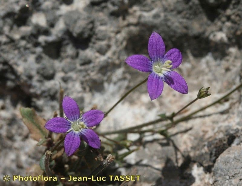 Campanula decumbente 2