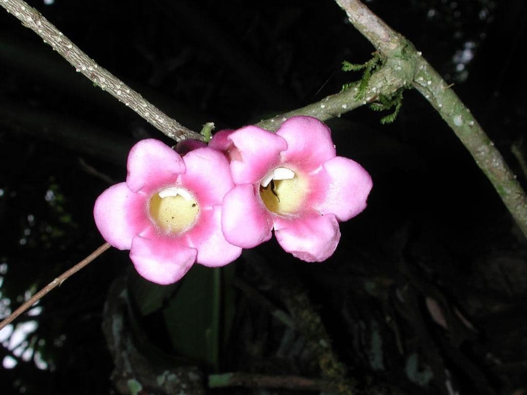 Schlegelia 8