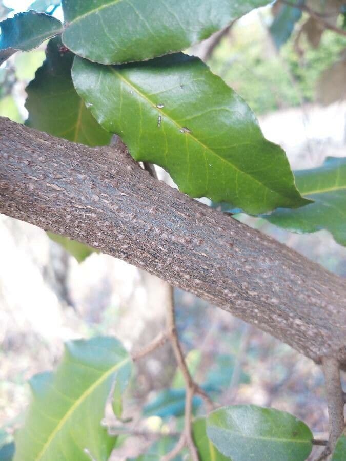 Elaeagnus 24